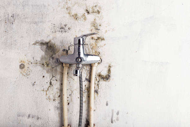 Best Kitchen Mold Remediation in West Bishop, CA