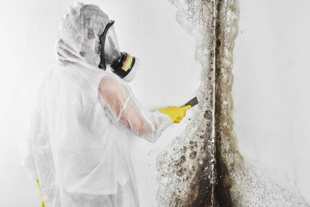 West Bishop, CA Mold Remediation Company