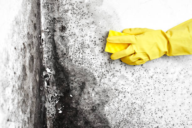 Best Black Mold Remediation in West Bishop, CA