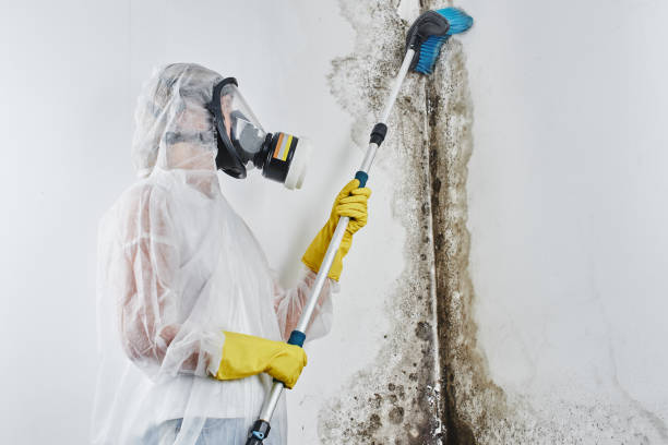 Best Basement Mold Remediation in West Bishop, CA