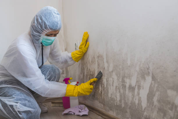 Best DIY Mold Remediation Support Services in West Bishop, CA