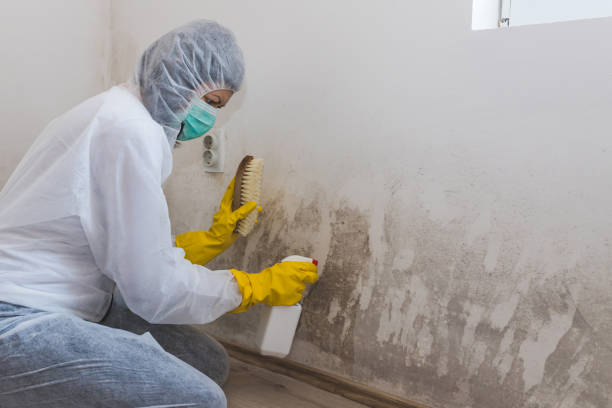 Best Preventive Mold Services in West Bishop, CA
