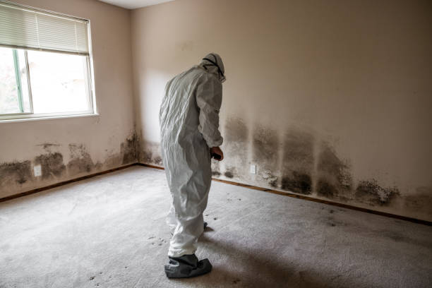 Best Localized Mold Remediation (e.g., coastal areas, humid climates) in West Bishop, CA