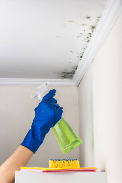 Best Post-Flood Mold Remediation in West Bishop, CA